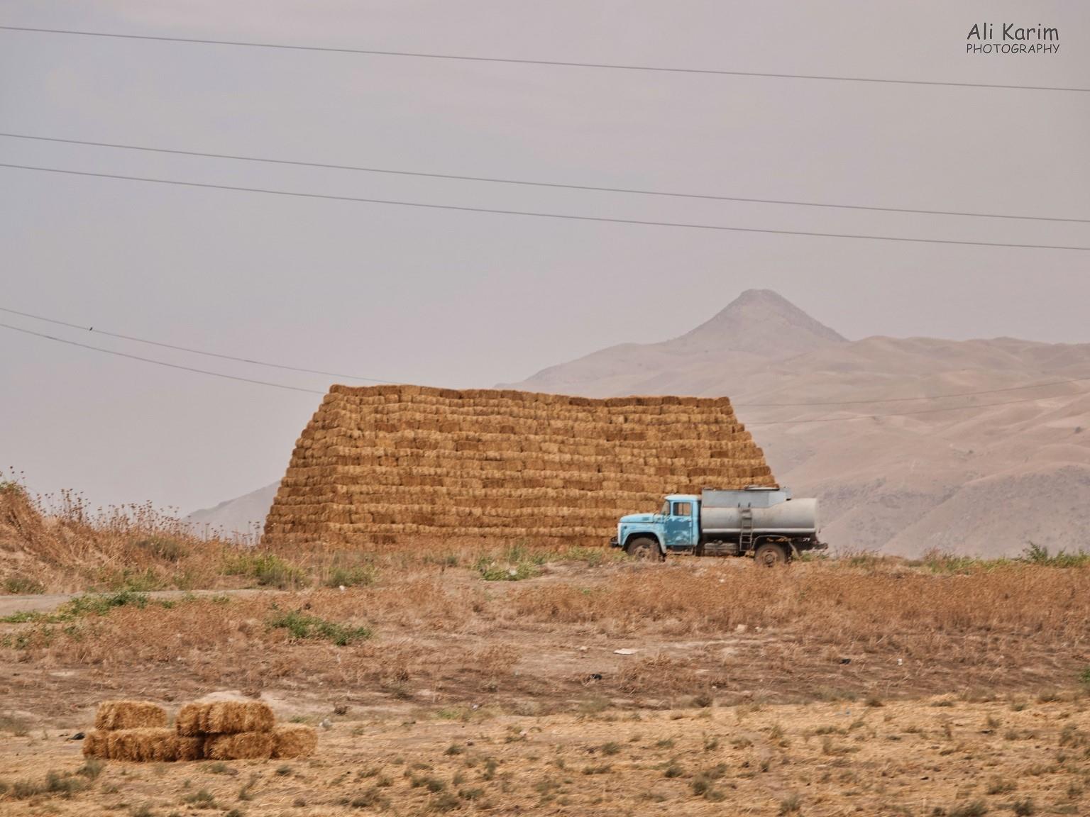 Lots of farming; making hay while the sun shines Dushanbe, Tajikistan Lots of farming; making hay while the sun shines