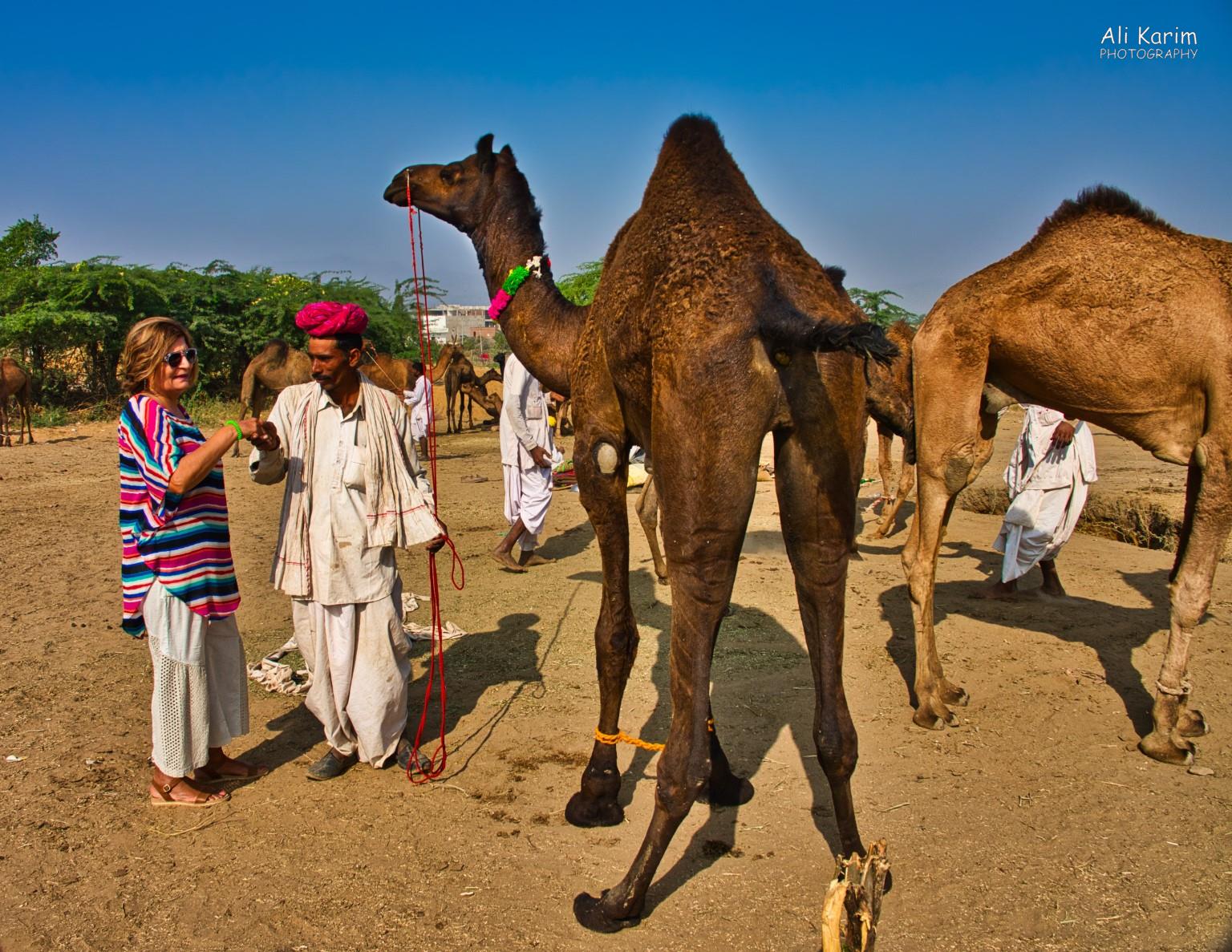 Is she sealing a deal on a camel? Pushkar, Rajasthan Is she sealing a deal on a camel?