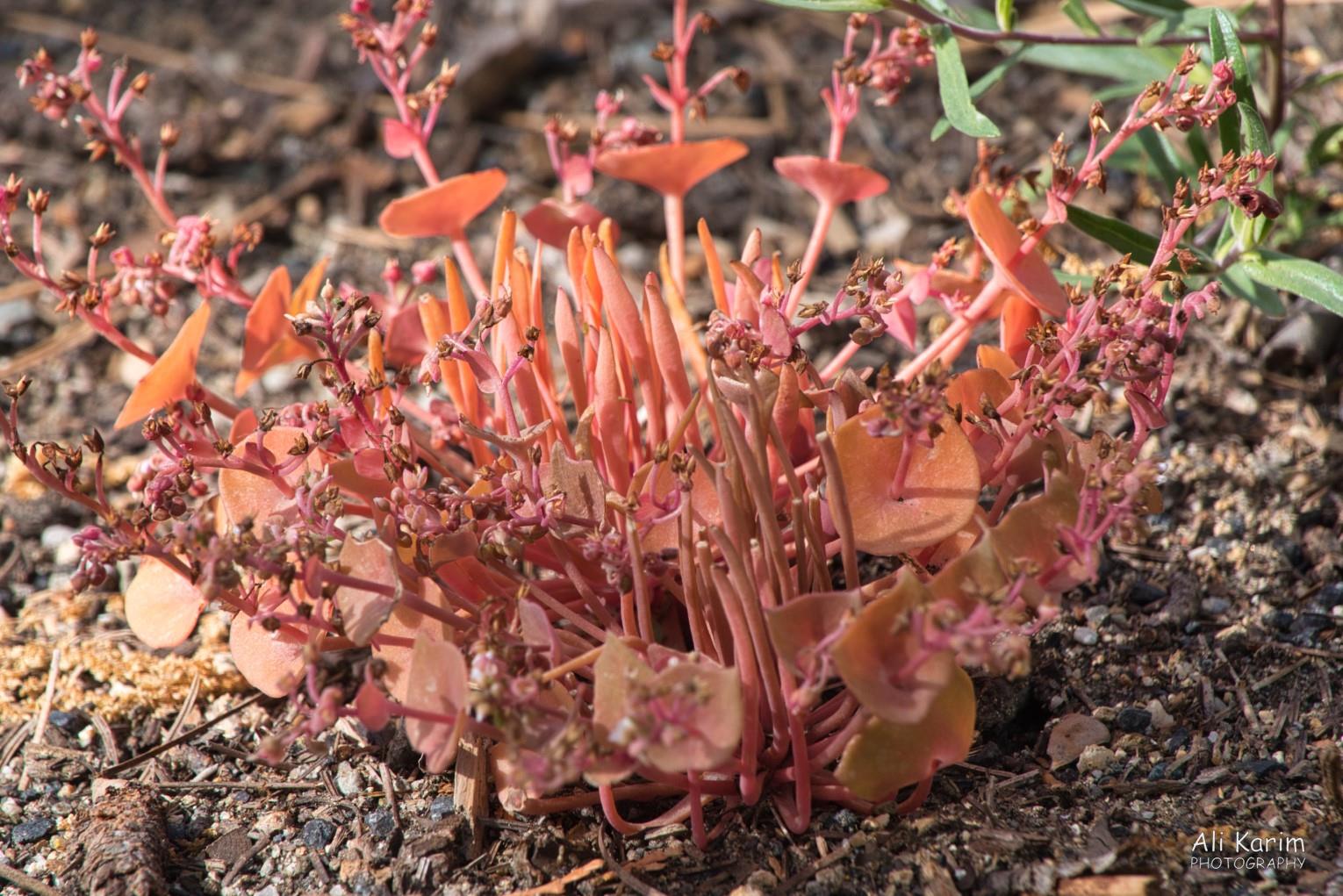 Interesting pink flora Yosemite & Death Valley, June 2020, Interesting pink flora