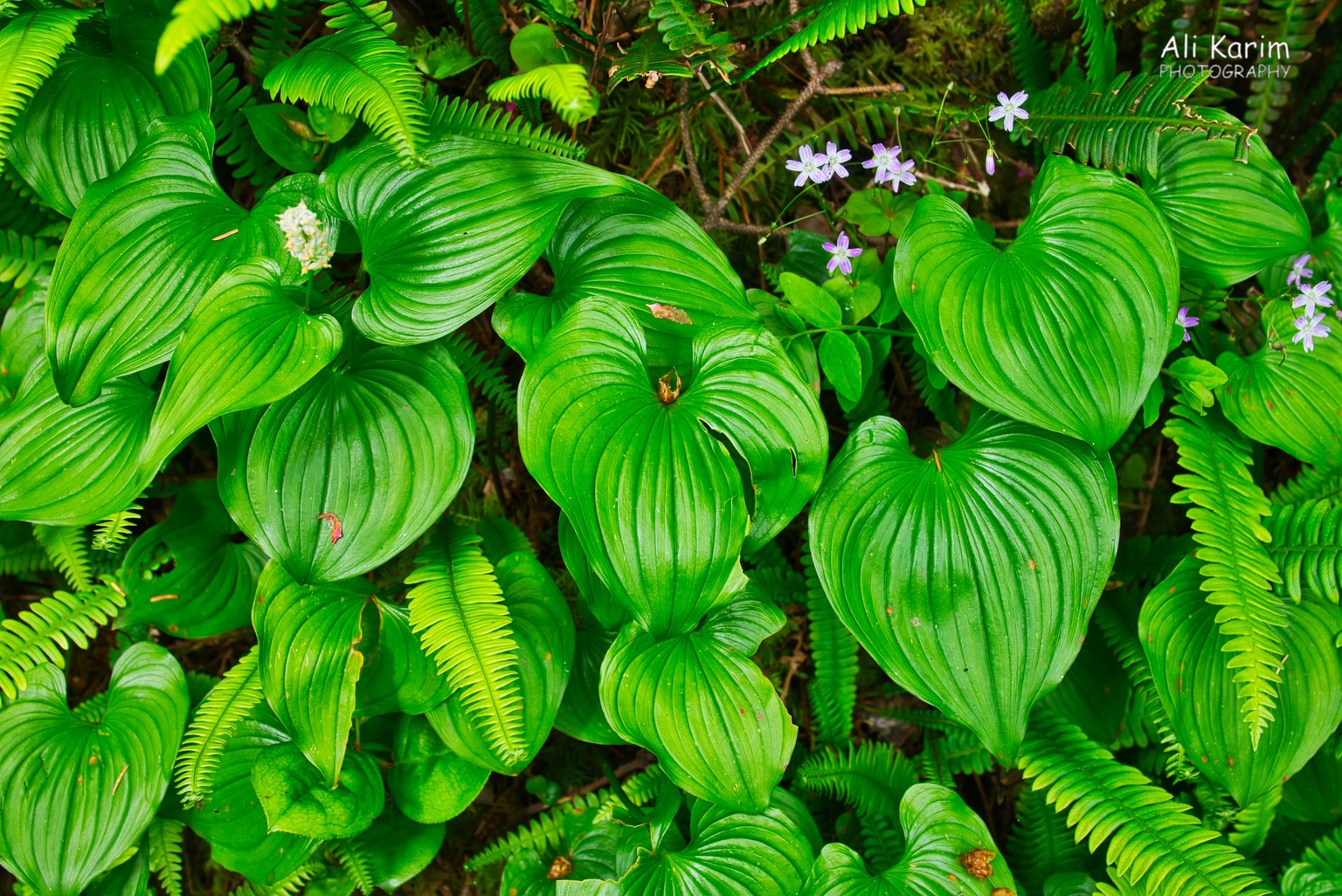 Flora along the way Oregon Coast Hwy 101 Flora along the way