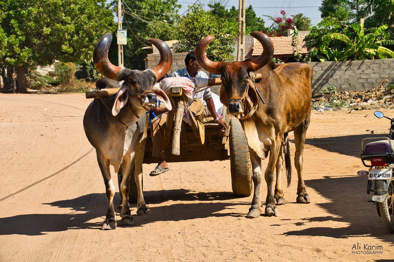 Horns Bhuj, Kutch, Gujarat Horns