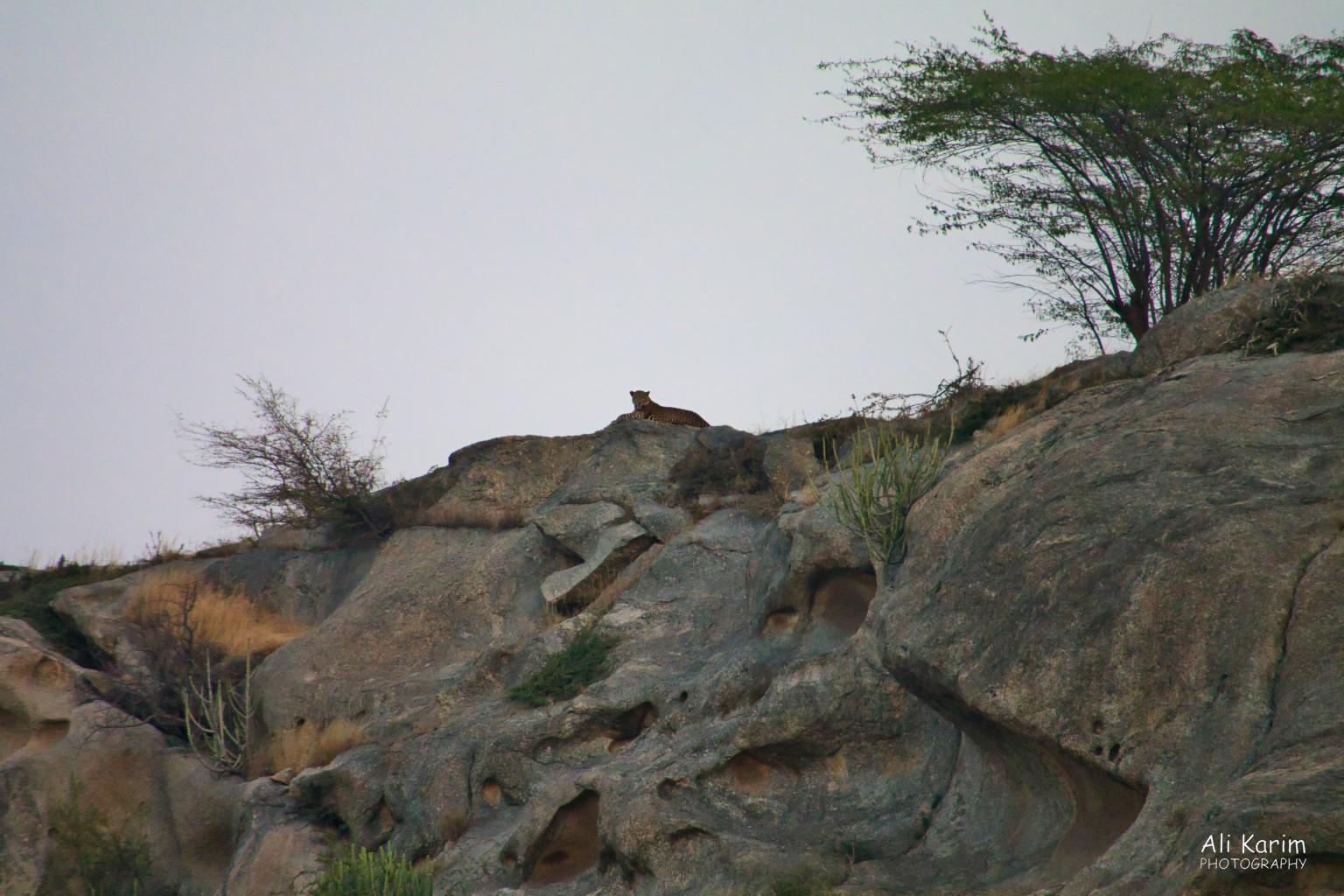 Watching us from his strategic location Leopards, Bera, Rajasthan Watching us from his strategic location