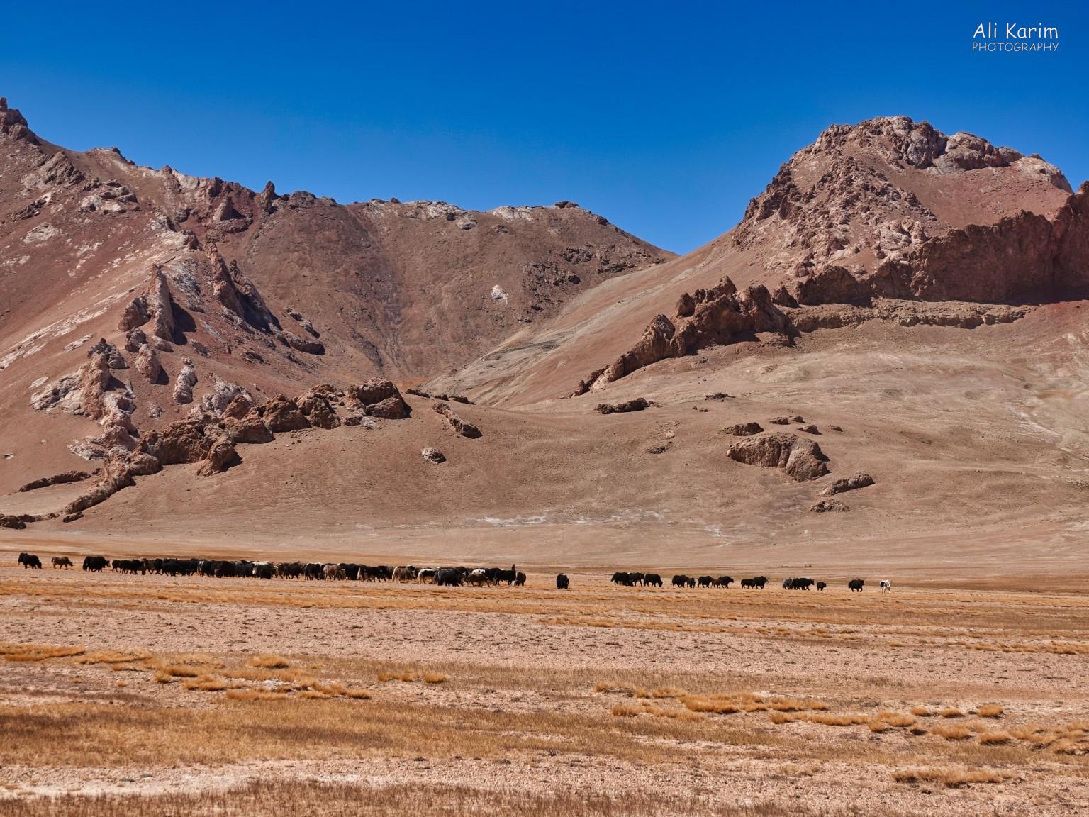 Yaks grazing with herdsman More Murghab & Alichur, Tajikistan, Yaks grazing with herdsman