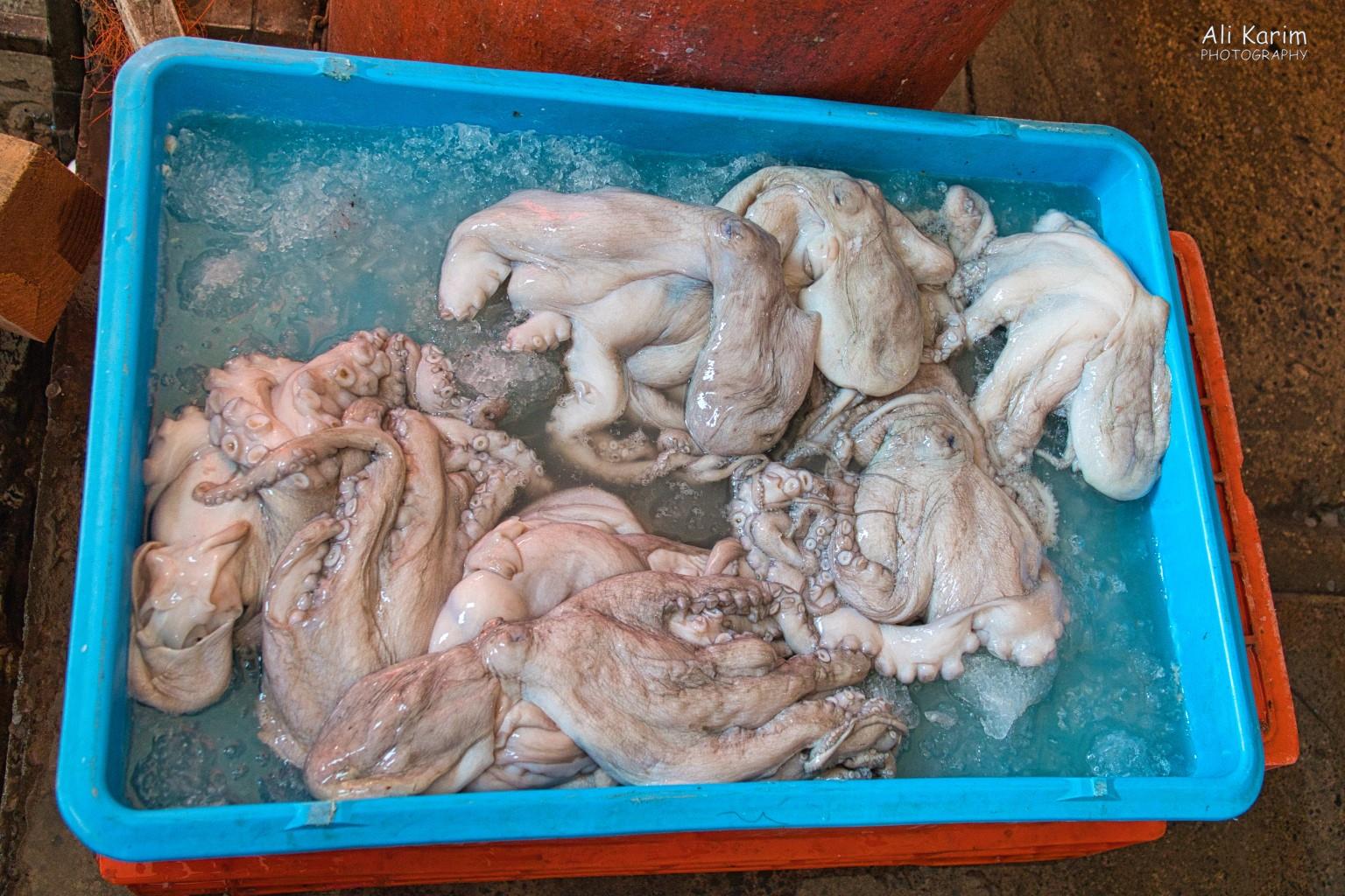Veracruz, Mexico, December 2020, Octopus