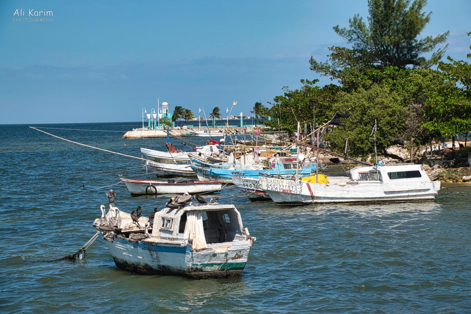 Port area, pelicans enjoying the remnants of daily catch seafood Mérida & Campeche, Yucatan Peninsula, Mexico, Feb 2021, Port area, pelicans enjoying the remnants of daily catch seafood