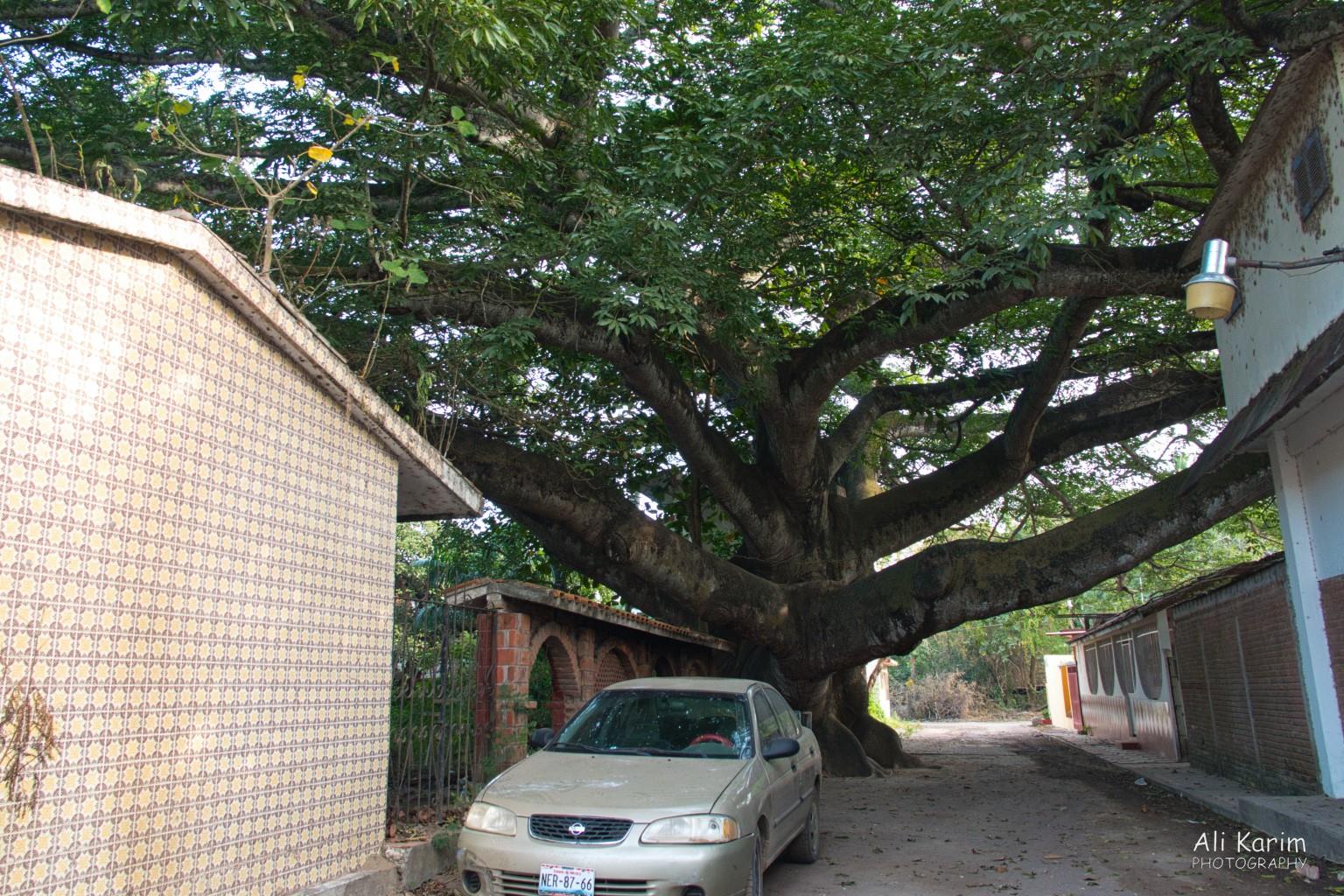 Ancient undisturbed tree in La Antigua Veracruz, Mexico, December 2020, Ancient undisturbed tree in La Antigua