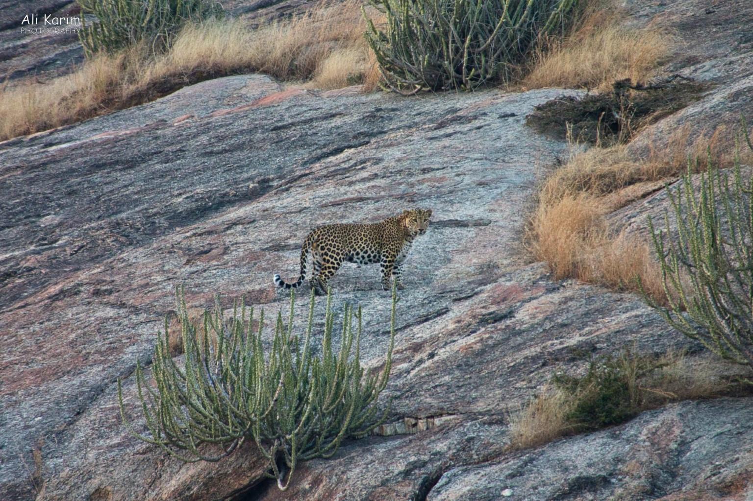 and posed for us; beautiful Leopards, Bera, Rajasthan and posed for us; beautiful