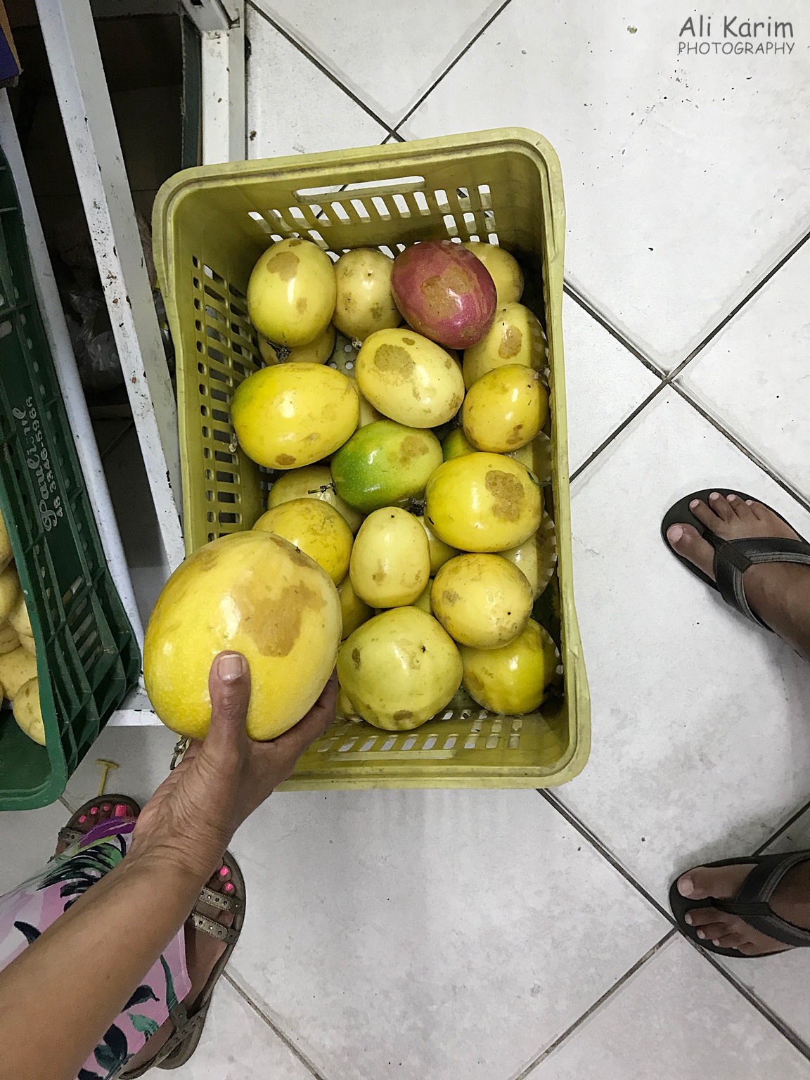 Check out the size of the passion fruit Florianópolis, Brazil Check out the size of the passion fruit