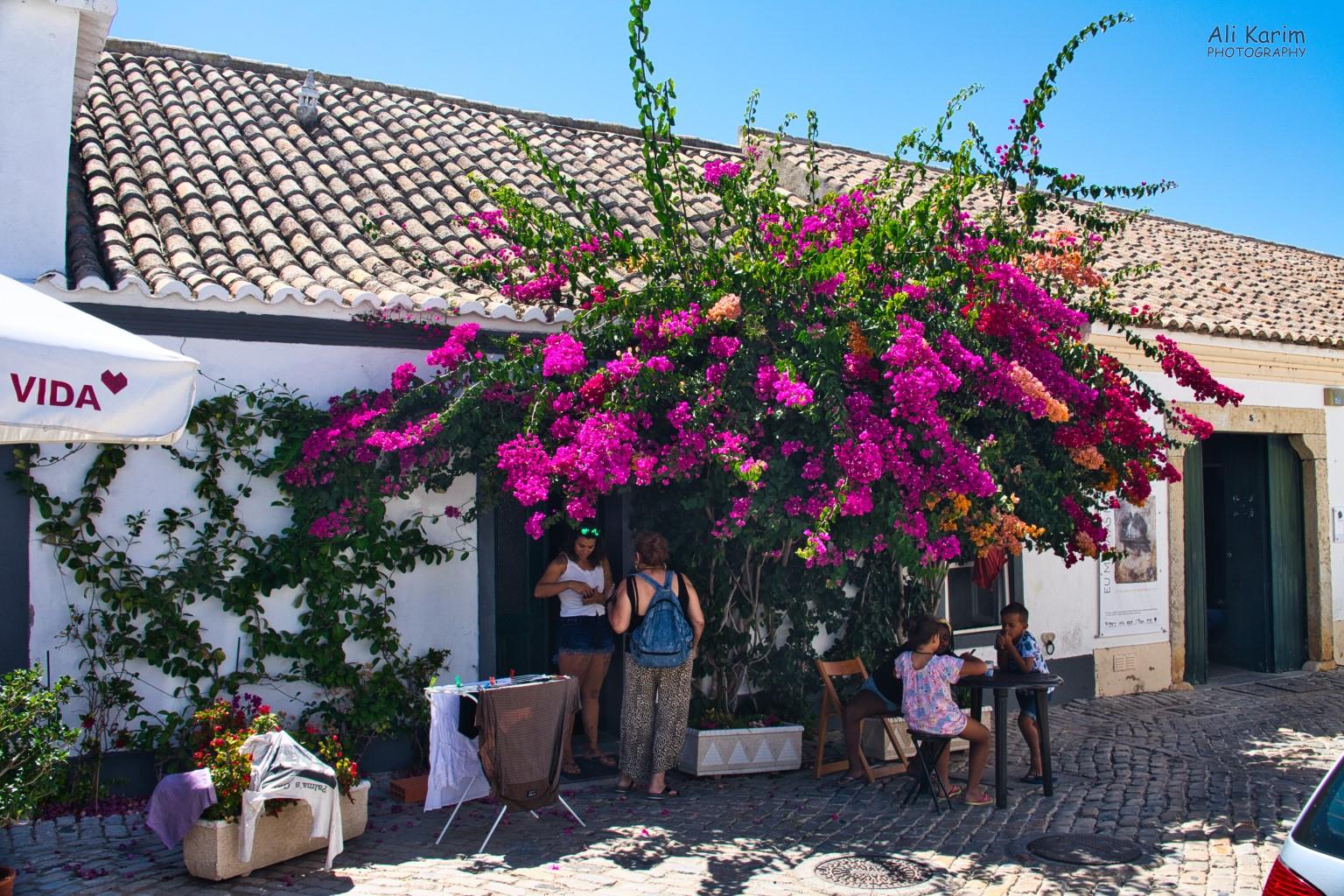 Beautiful Bougainvillea in Faro Algarve, Portugal Beautiful Bougainvillea in Faro