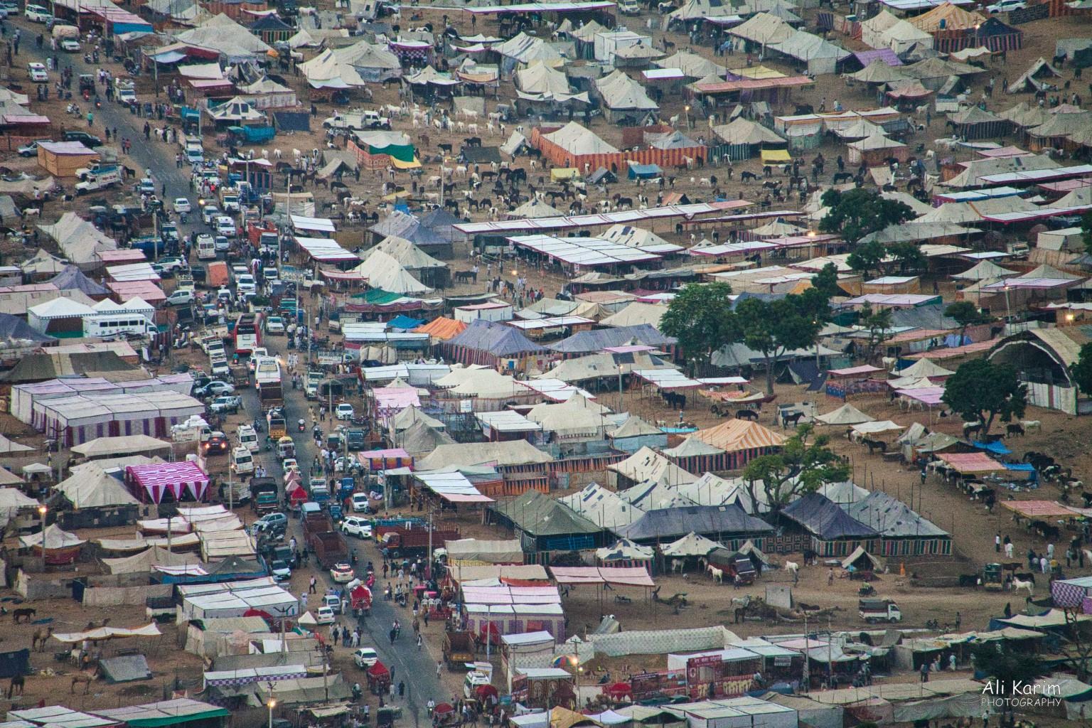 View of the horse section of the Camel Fair; note that the horses had more shade from the hot sun than the camels Pushkar, Rajasthan View of the horse section of the Camel Fair; note that the horses had more shade from the hot sun than the camels