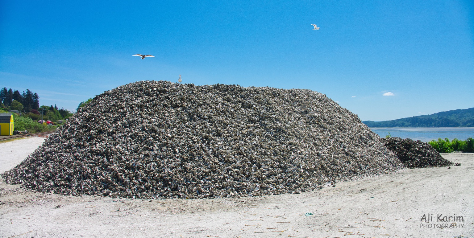 Oregon Coast Hwy 101 Oyster shells dump after oysters removed, wonder what they do with this?