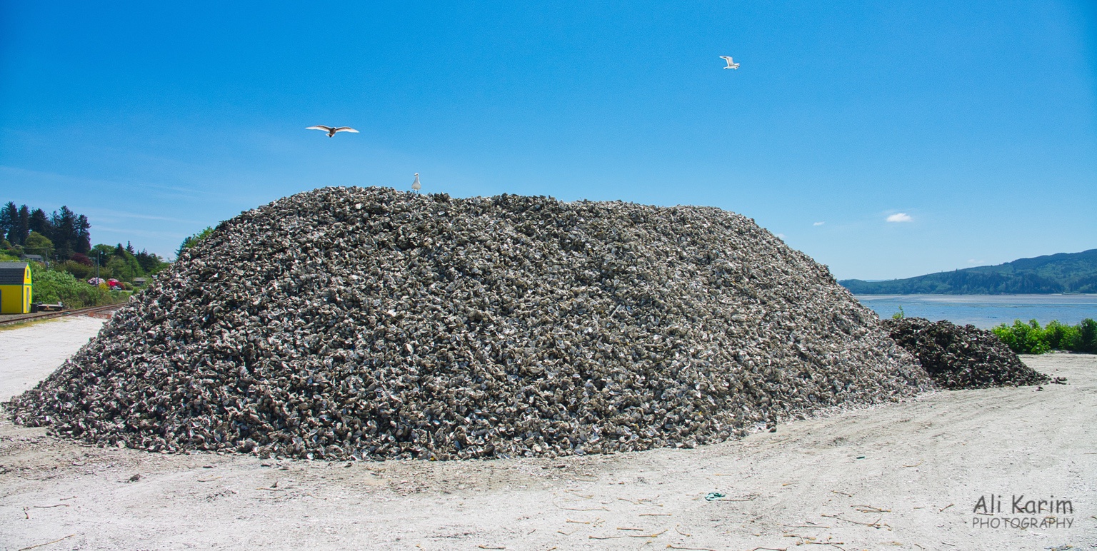 Oyster shells dump after oysters removed, wonder what they do with this? Oregon Coast Hwy 101 Oyster shells dump after oysters removed, wonder what they do with this?
