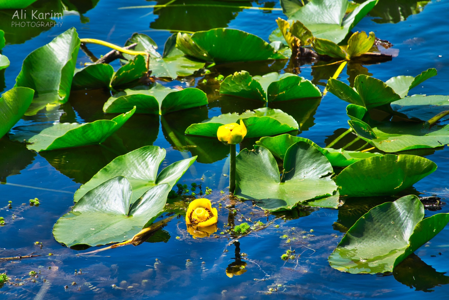 complete with water lilies Oregon Coast Hwy 101 complete with water lilies