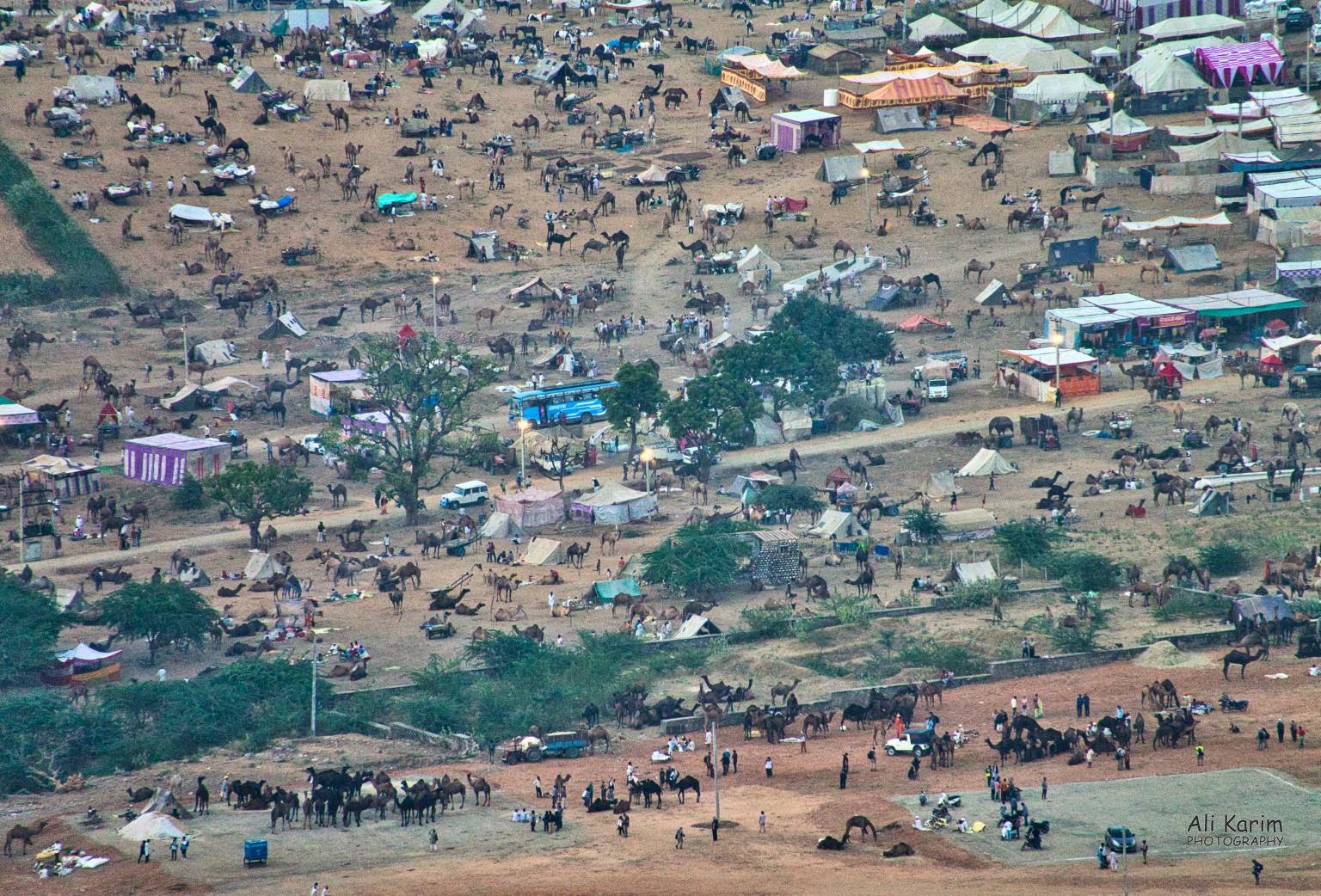 View of one part of the area set aside for the Camel Fair trading Pushkar, Rajasthan View of one part of the area set aside for the Camel Fair trading