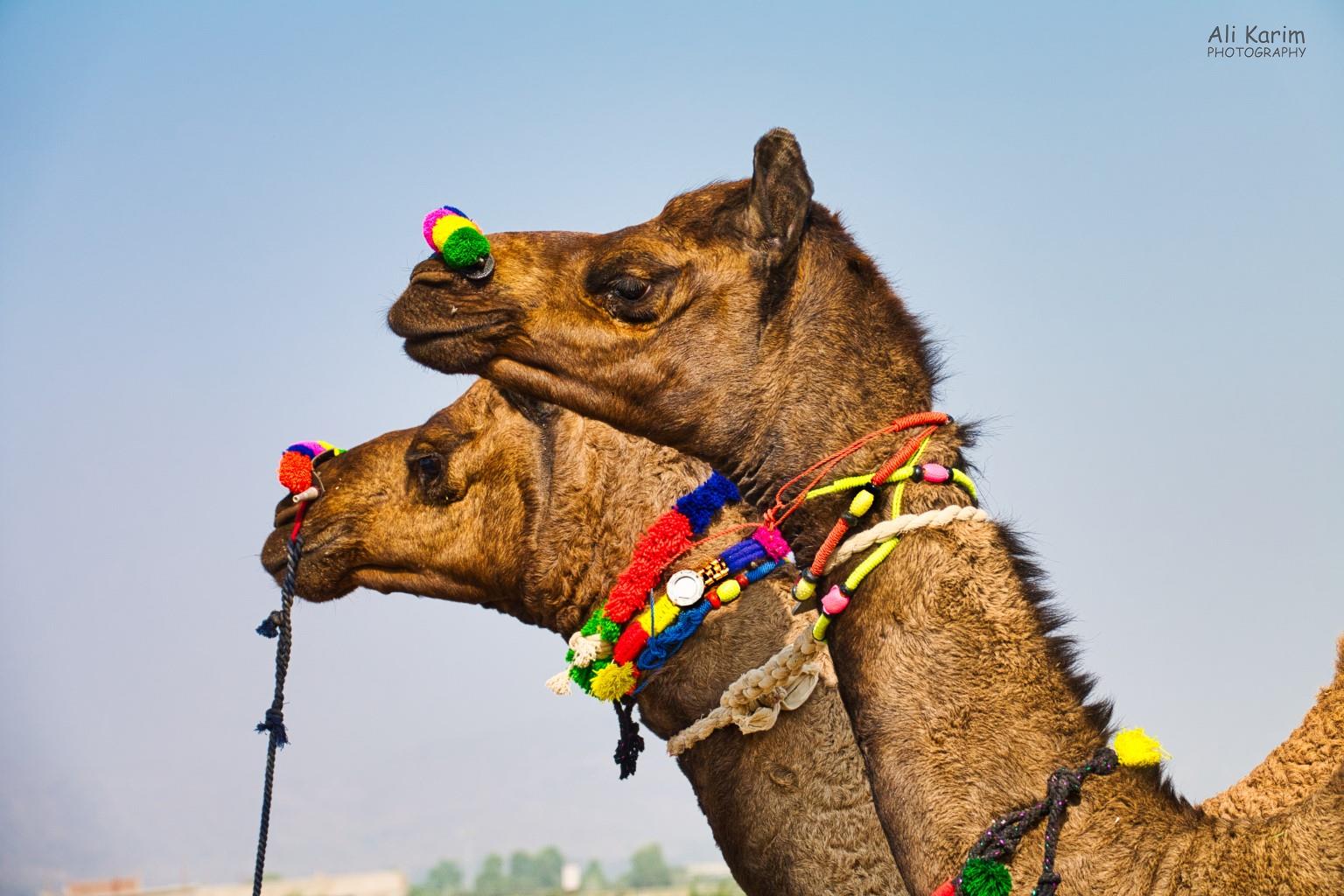 Adorned camels for sale Pushkar, Rajasthan Adorned camels for sale