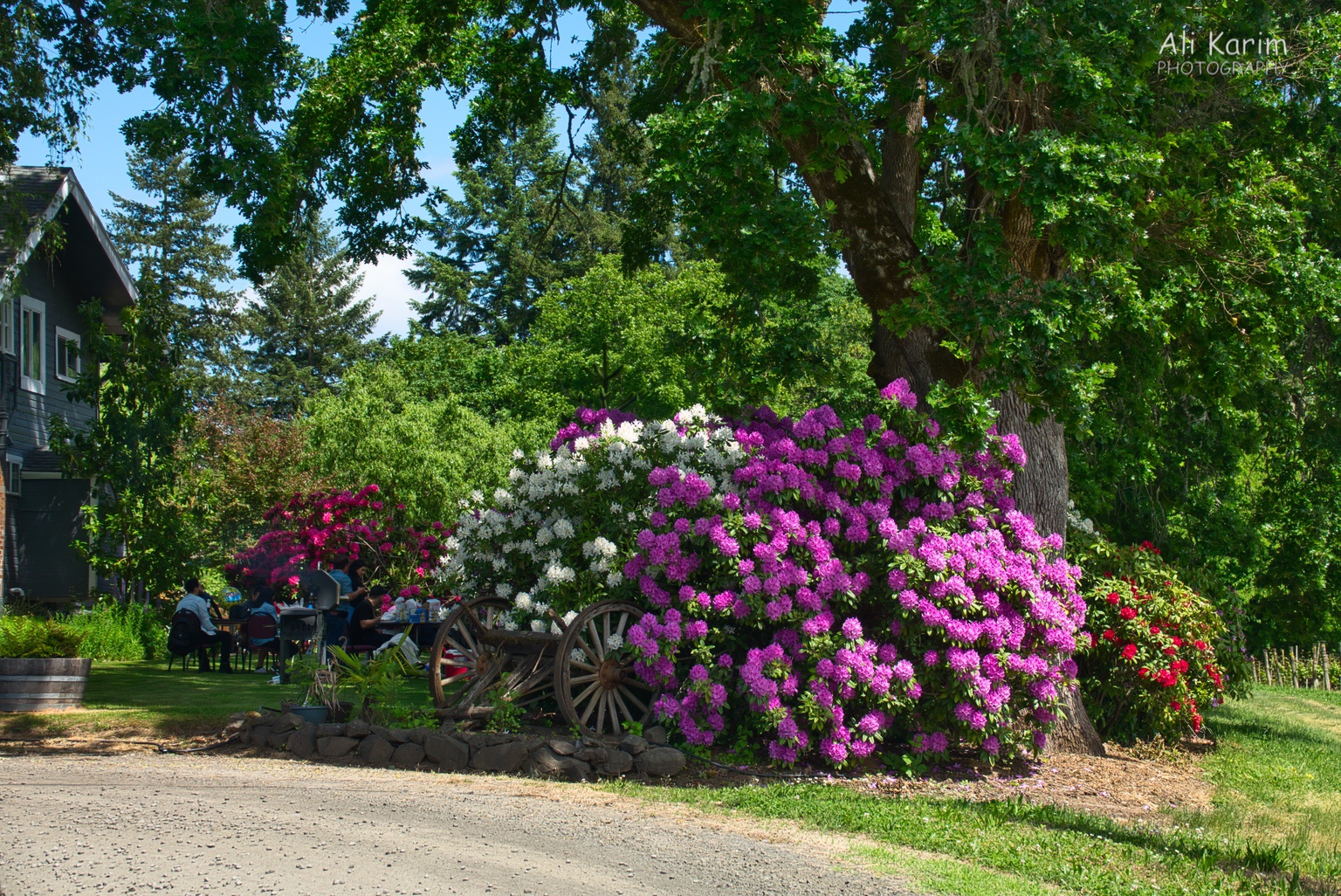 and flowers bursting with color Oregon Coast Hwy 101 and flowers bursting with color
