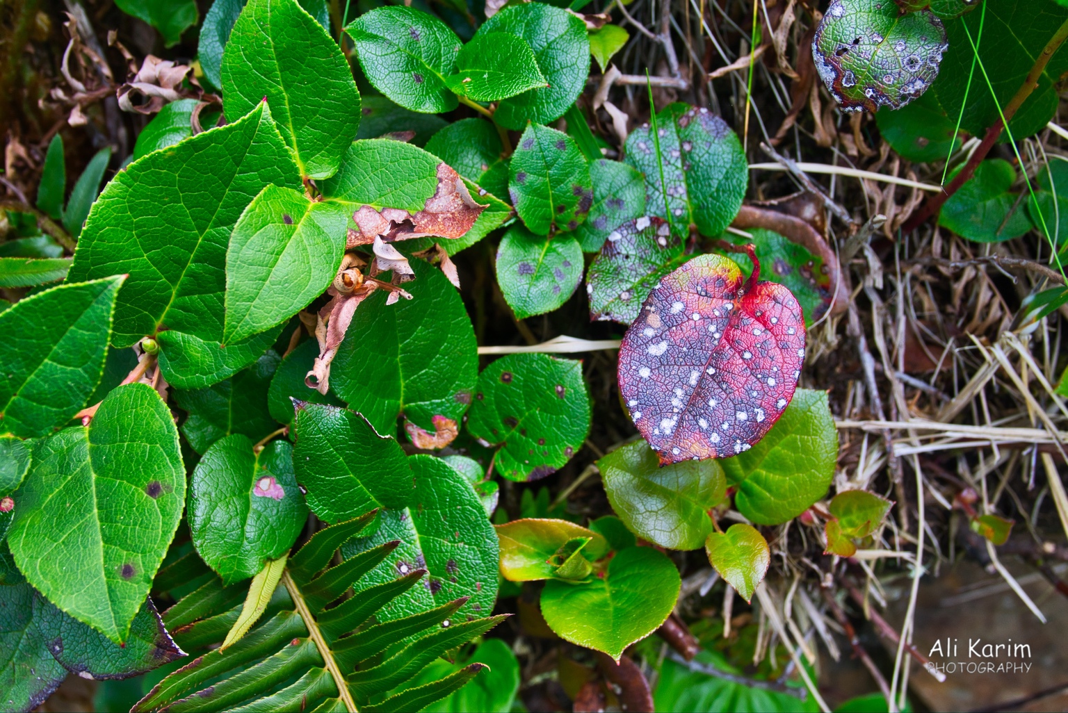 Flora along the way Oregon Coast Hwy 101 Flora along the way