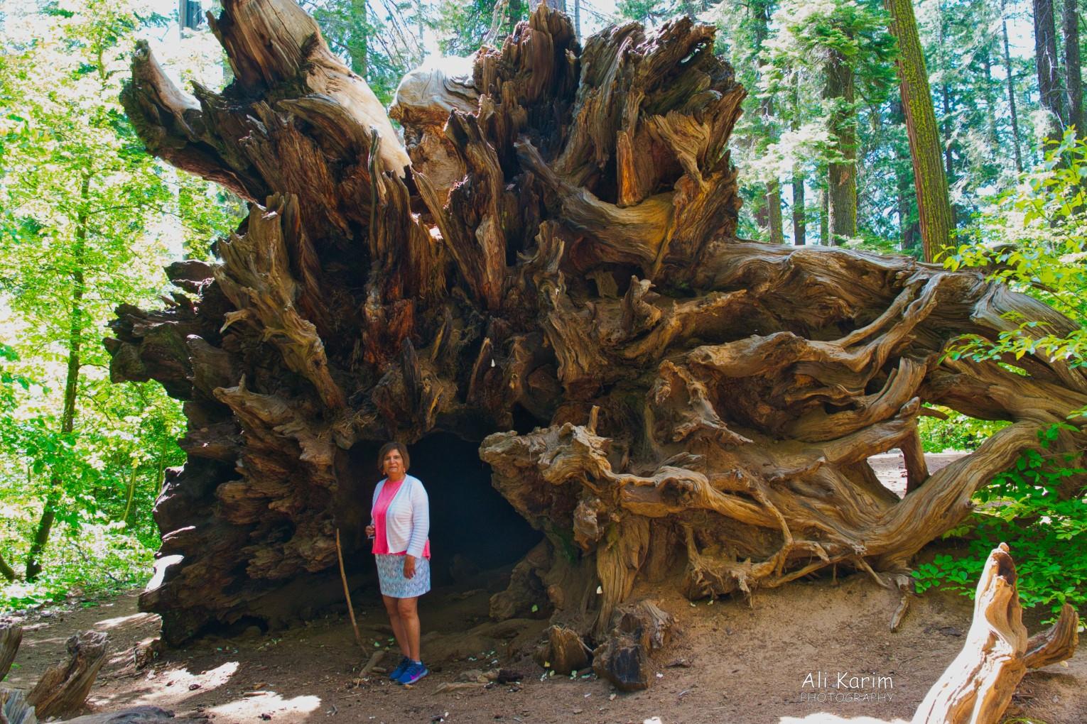 Yosemite & Death Valley, June 2020, And equally giant roots of an uprooted tree