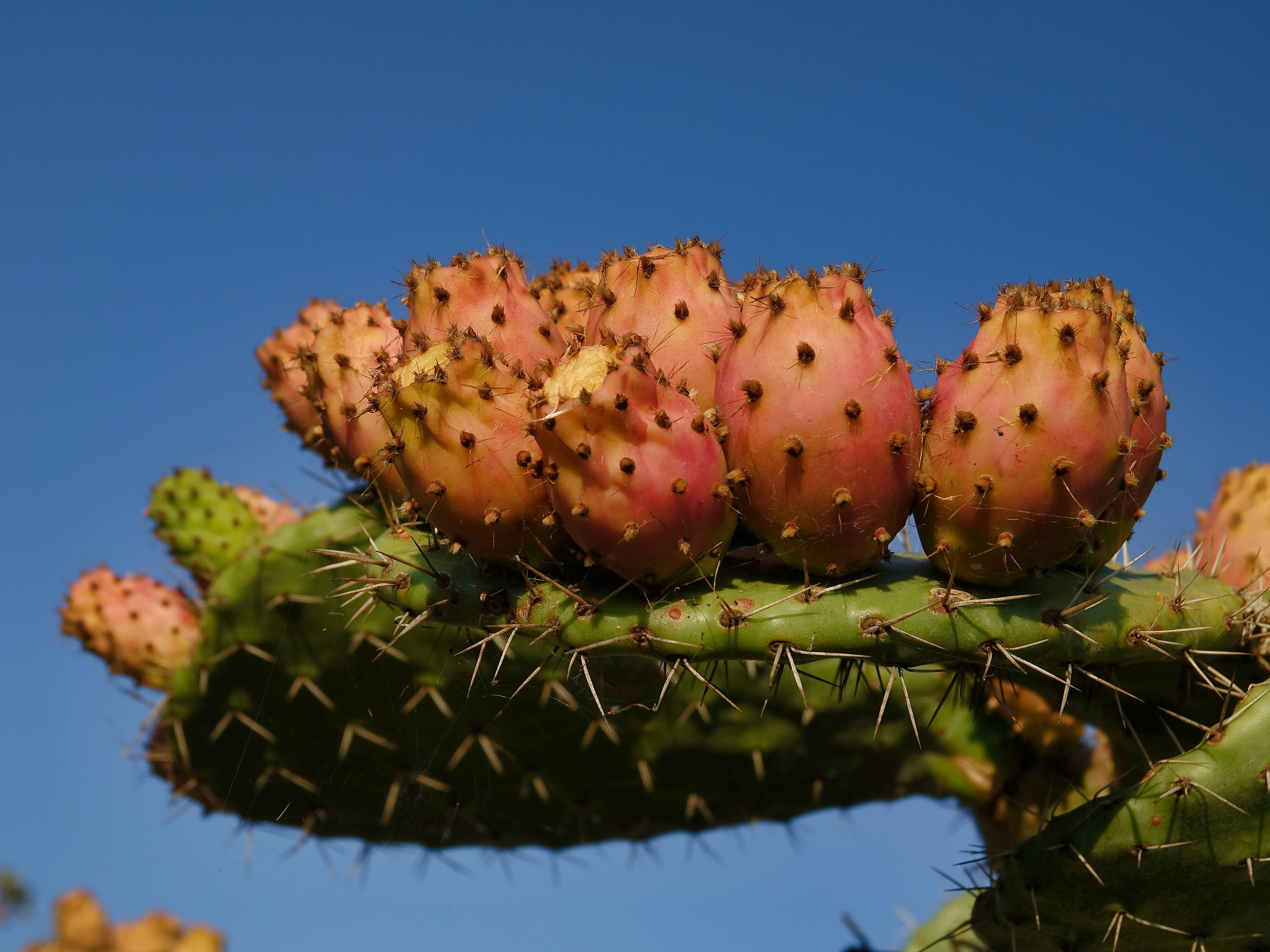 Prickly pears ripening Prickly pears ripening