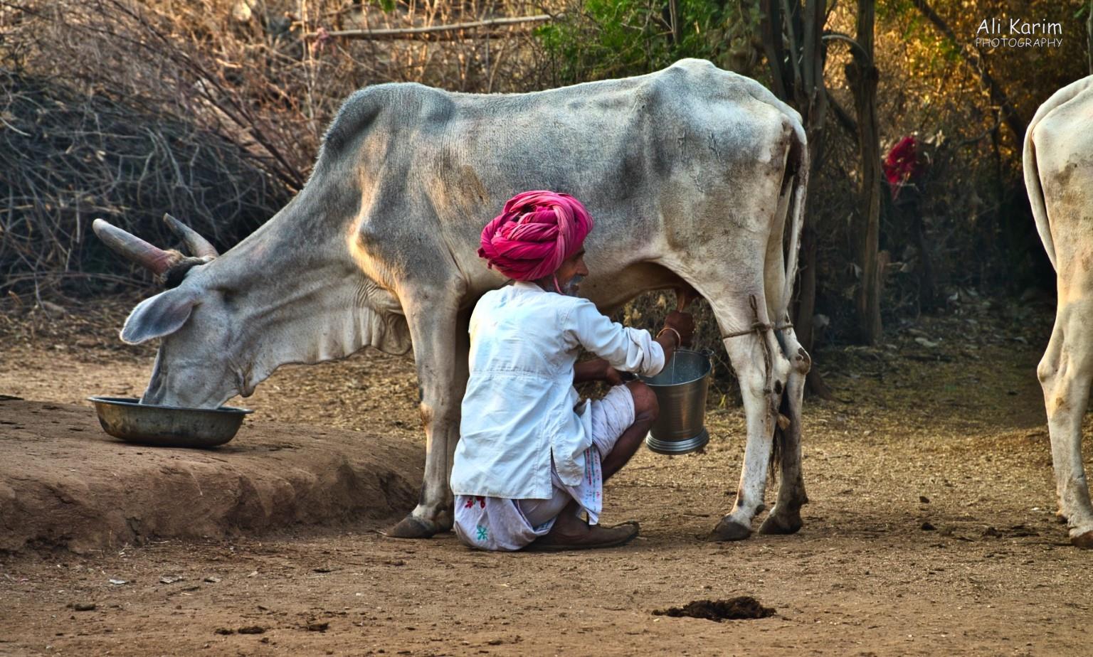 This is how to milk a cow; local homestead Leopards, Bera, Rajasthan This is how to milk a cow; local homestead