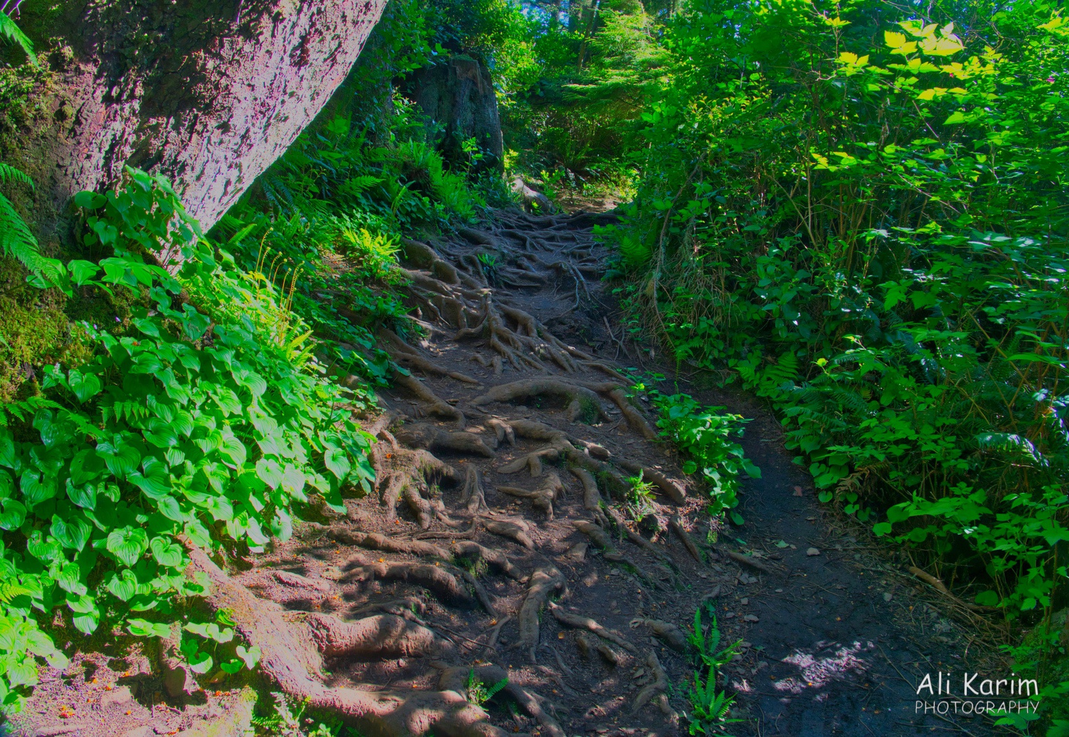 Trail was fairly strenuous as it went over many tree roots, rocks, and mud patches Oregon Coast Hwy 101 Trail was fairly strenuous as it went over many tree roots, rocks, and mud patches