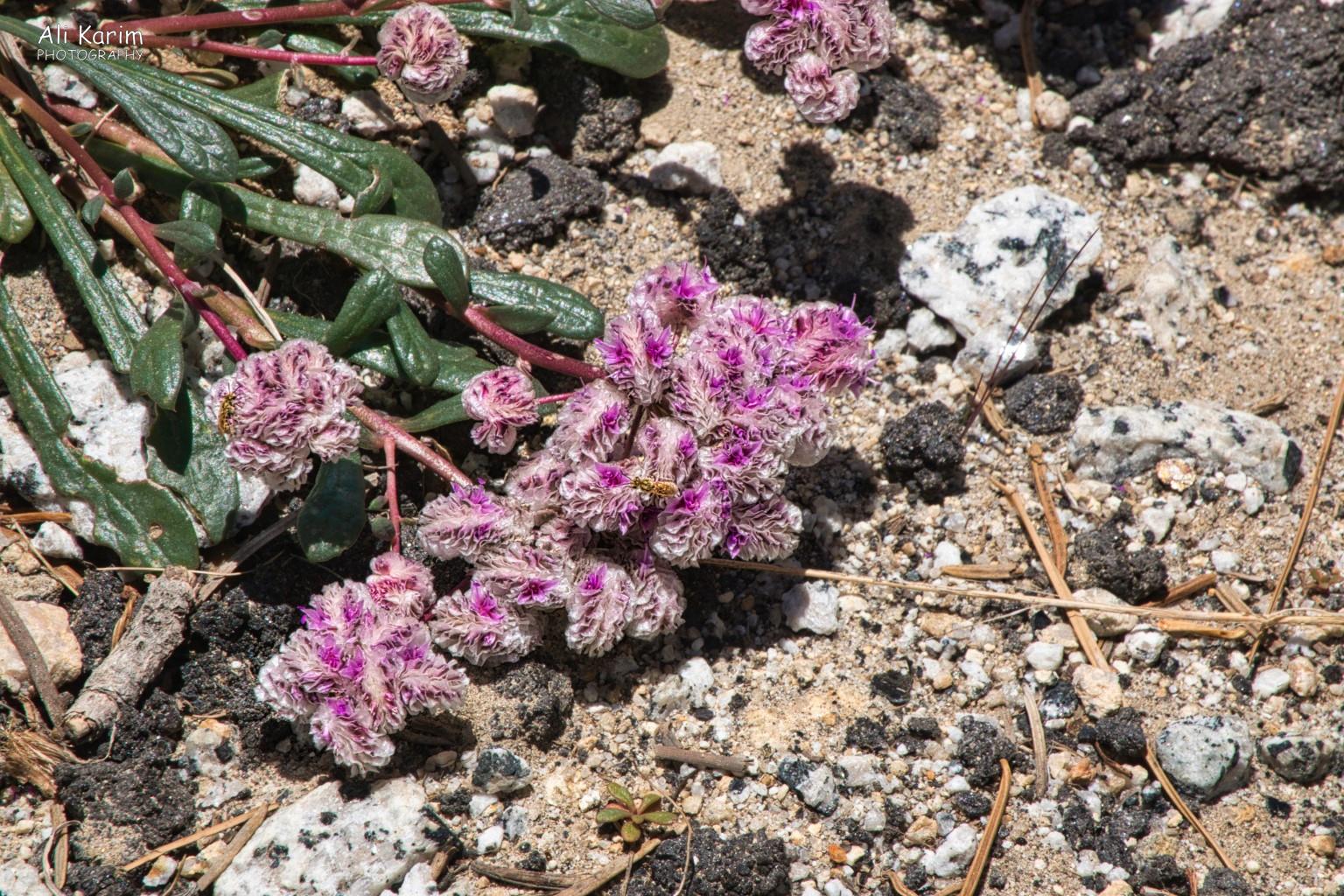 Yosemite to Death Valley, June 2020, Interesting flora and fauna