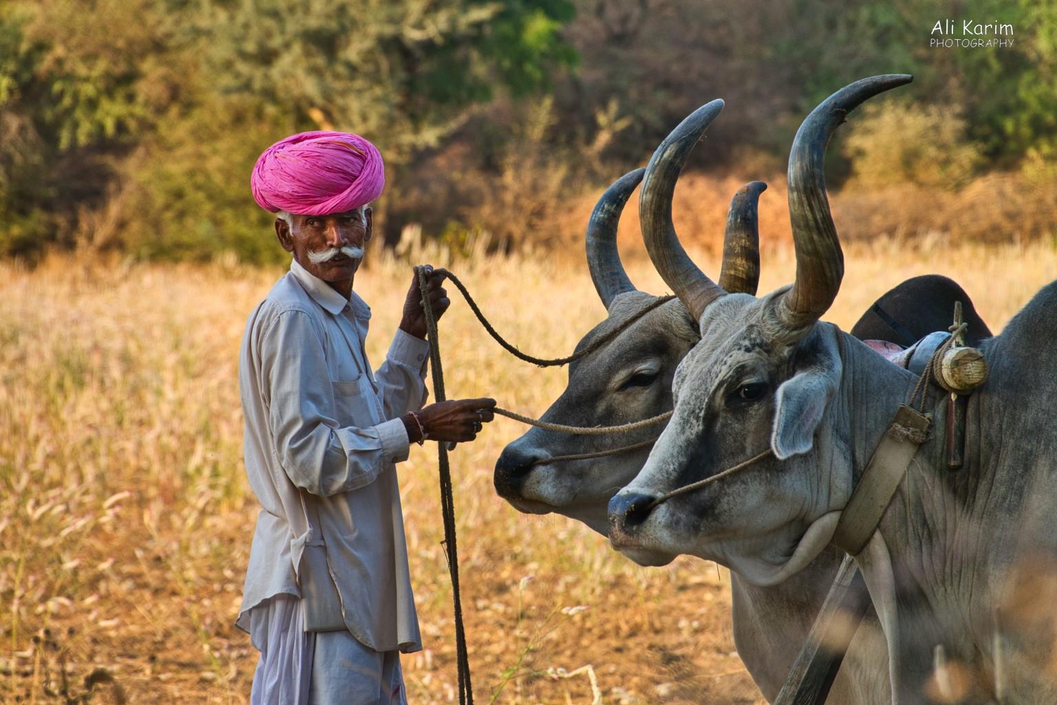 Getting the oxen ready Leopards, Bera, Rajasthan Getting the oxen ready