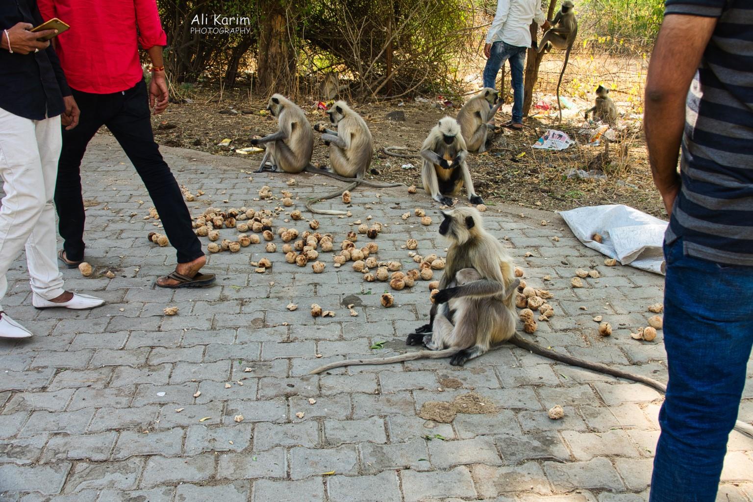 Local wild monkeys begin fed Baati every afternoon by locals at the dam Leopards, Bera, Rajasthan Local wild monkeys begin fed Baati every afternoon by locals at the dam
