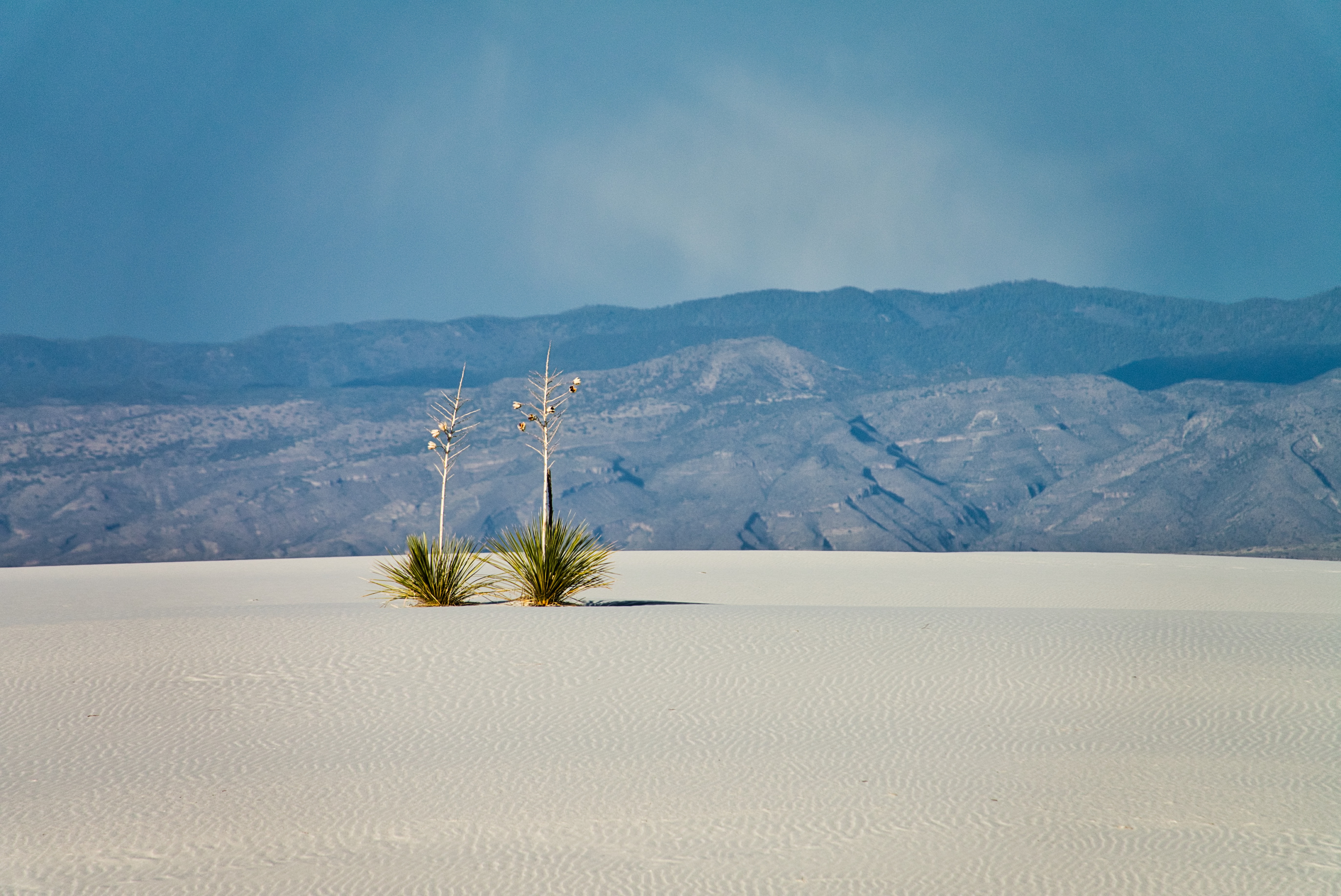 Lonely Yucca plants Lonely Yucca plants