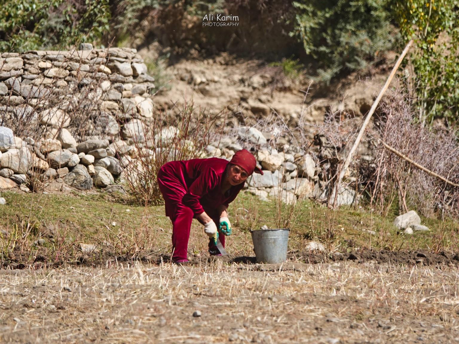 Harvesting potatoes Langar, Bulunkul Tajikistan, Harvesting potatoes