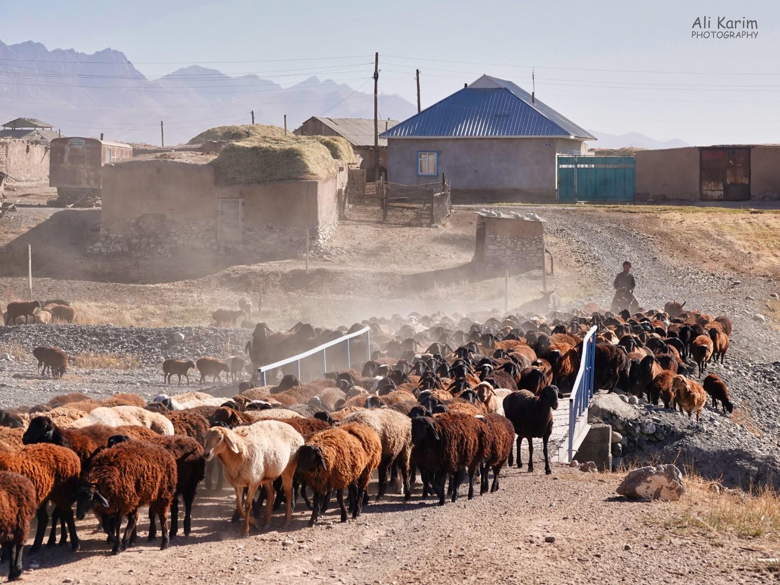 Morning rush hour in Sary Mogul Silk Road 18: Murghab, Tajikistan Morning rush hour in Sary Mogul
