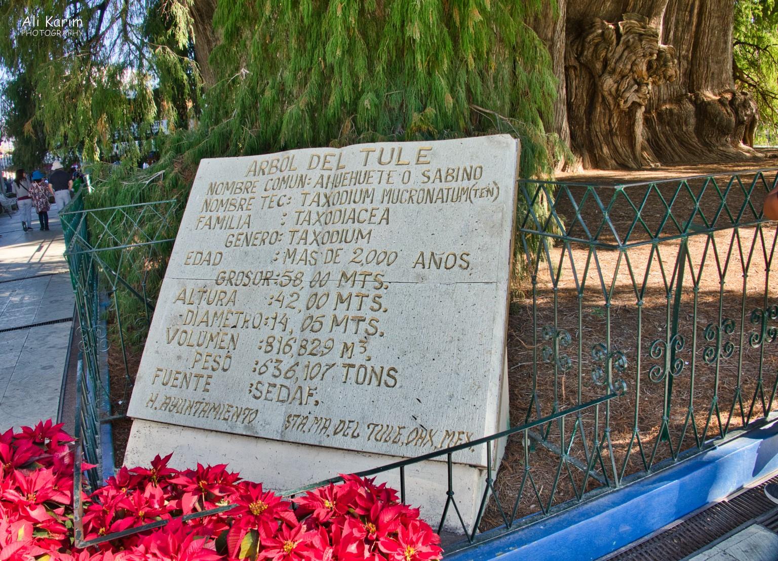 Arbor del Tule stats Oaxaca, Mexico Arbor del Tule stats
