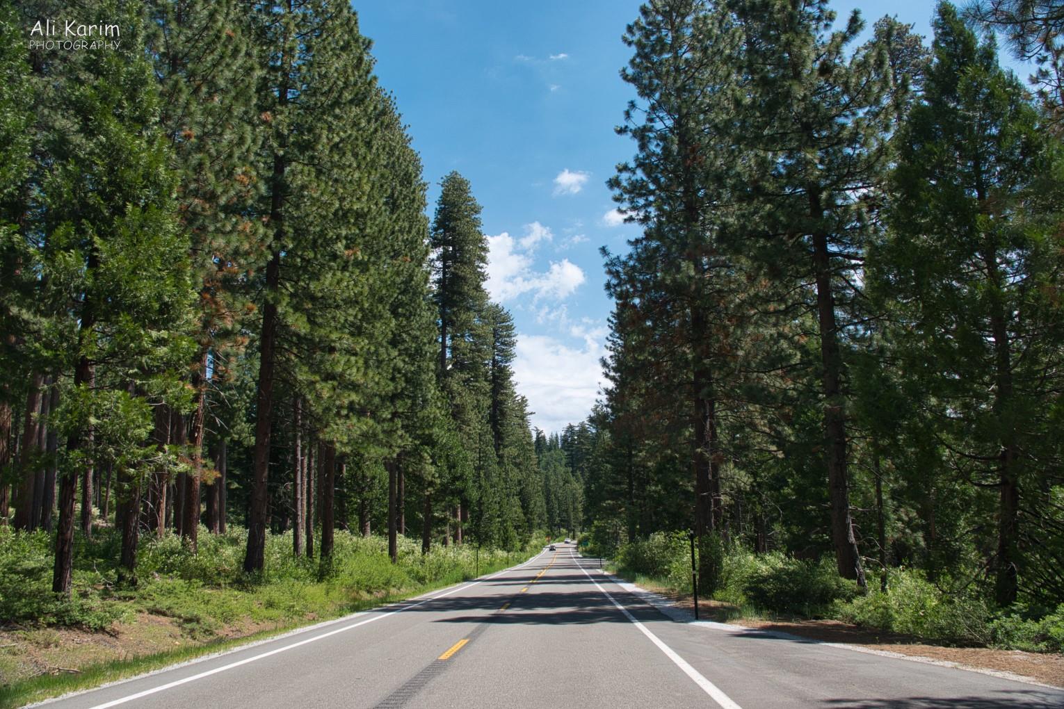 Wonderful tall evergreens all along the way Yosemite & Death Valley, June 2020, Wonderful tall evergreens all along the way
