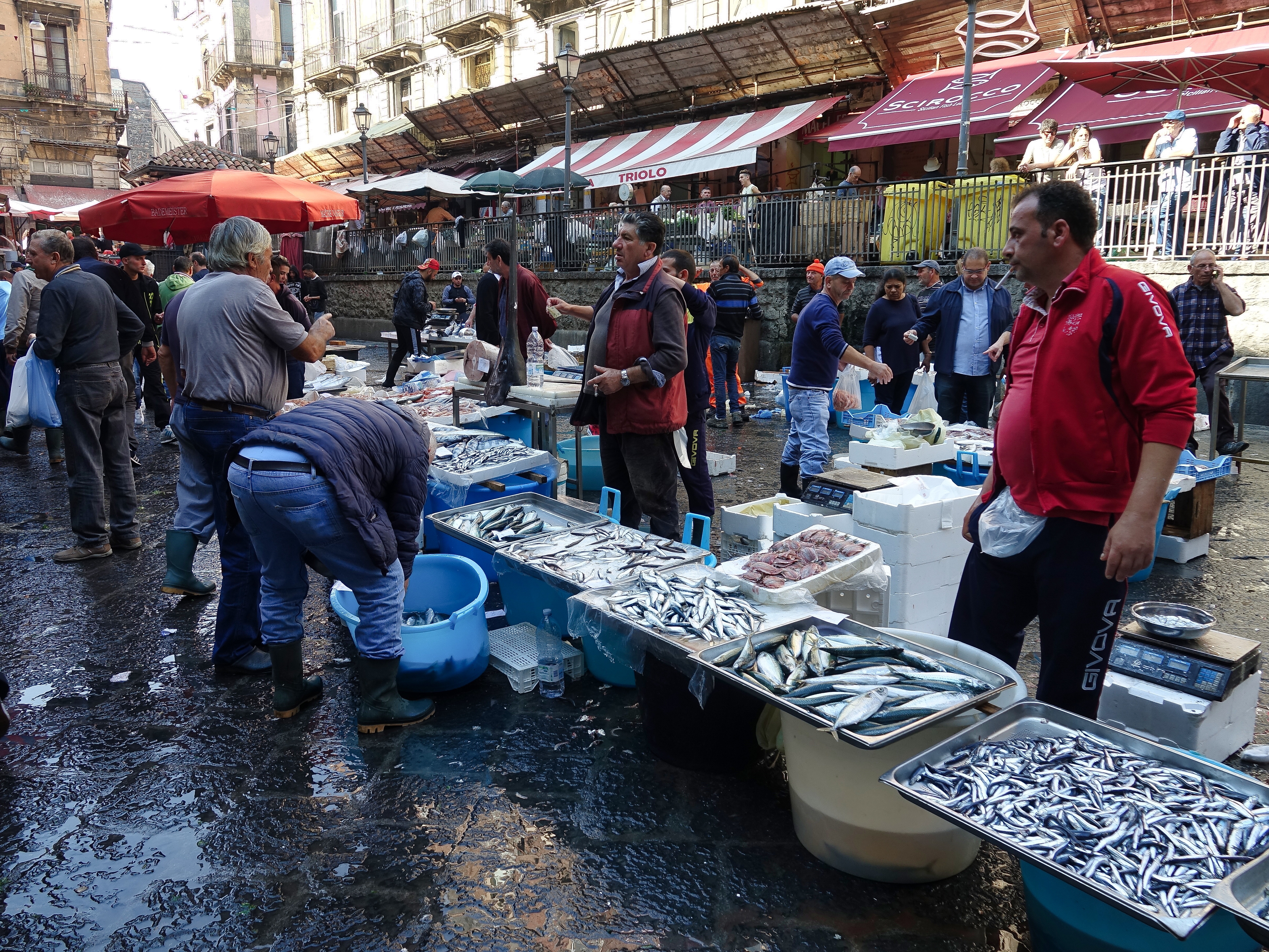 Sardines and anchovies were very popular and cheap Sardines and anchovies were very popular and cheap