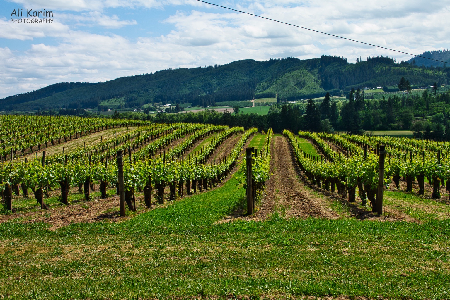 Beautiful rolling hills of the vineyard Oregon Coast Hwy 101 Beautiful rolling hills of the vineyard