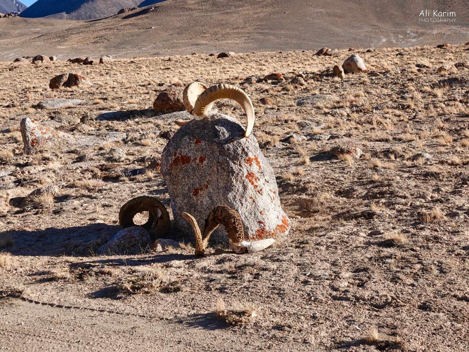 Occasionally, we would come across some kind of marker with Marco Polo sheep horns More Murghab & Alichur, Tajikistan, Occasionally, we would come across some kind of marker with Marco Polo sheep horns