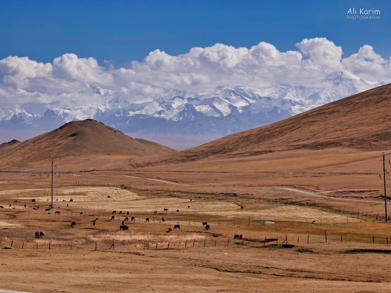 More remote nomadic living, snow-capped Alay mountains looming behind Silk Road 16: More Osh, Kyrgyzstan More remote nomadic living, snow-capped Alay mountains looming behind