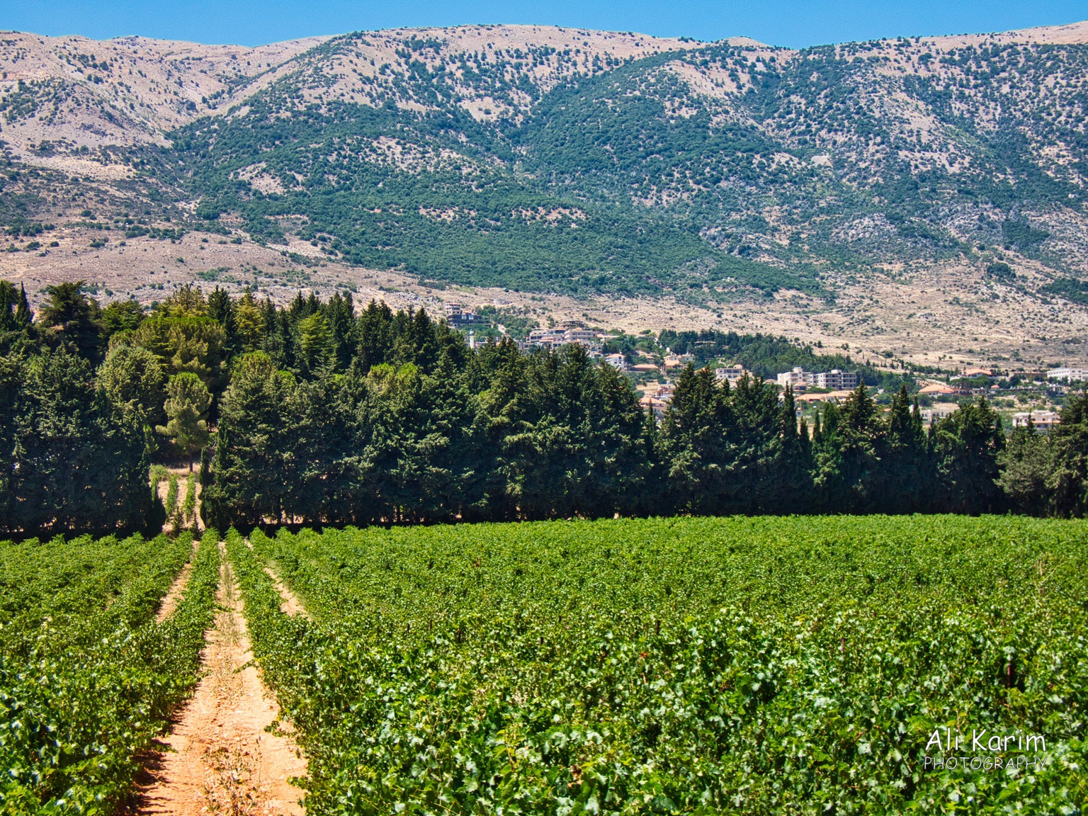 Vines of Chateau Kefraya and the Lebanon Mountains Bekaa Valley Winery, Chouf Mountains & the Druze Vines of Chateau Kefraya and the Lebanon Mountains